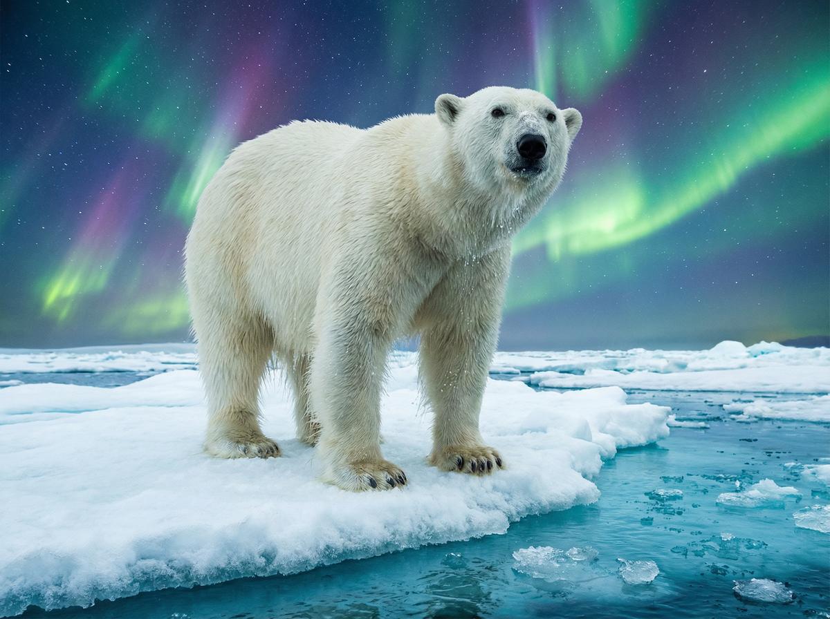 免费看片北极熊视频